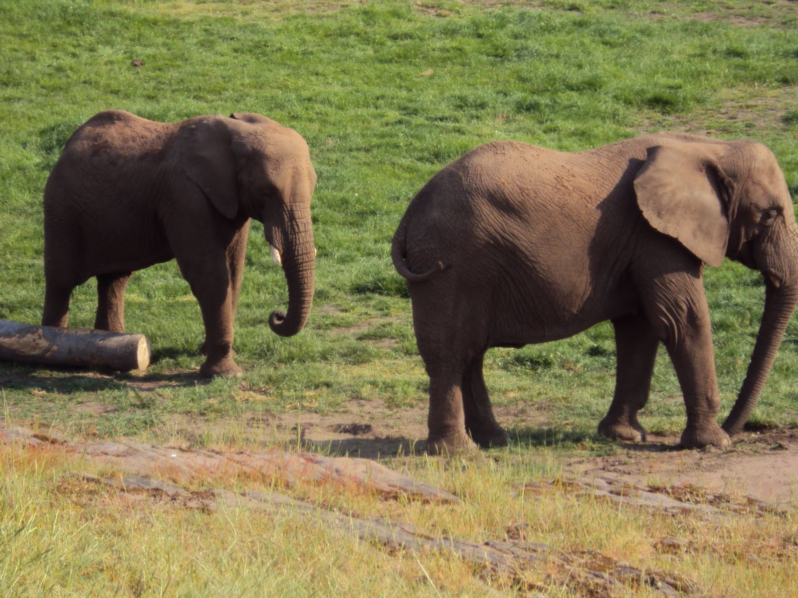 West Midland Safari Park